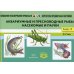 Картотека предметных картинок. Вып. 10. Аквариумные и пресноводные рыбы. Насекомые  и пауки. 3-7 лет