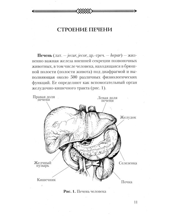 Печень. Профилактика и лечение заболеваний