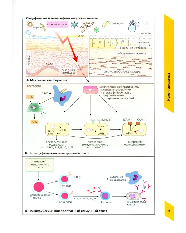 Наглядная аллергология. 3-е изд