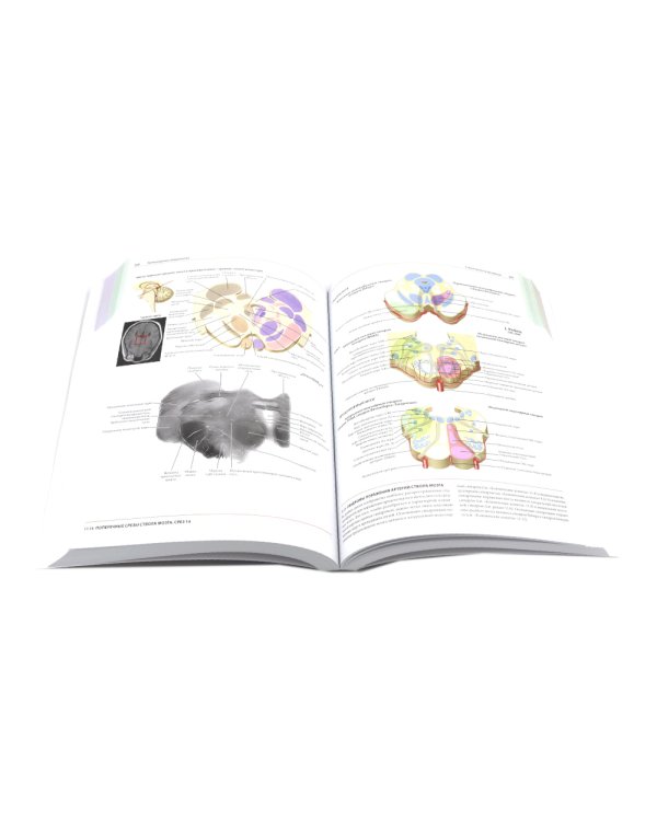 Неврология. Атлас с иллюстрациями Неттера; Атлас-раскраска с рисунками Неттера (комплект из 2-х книг)