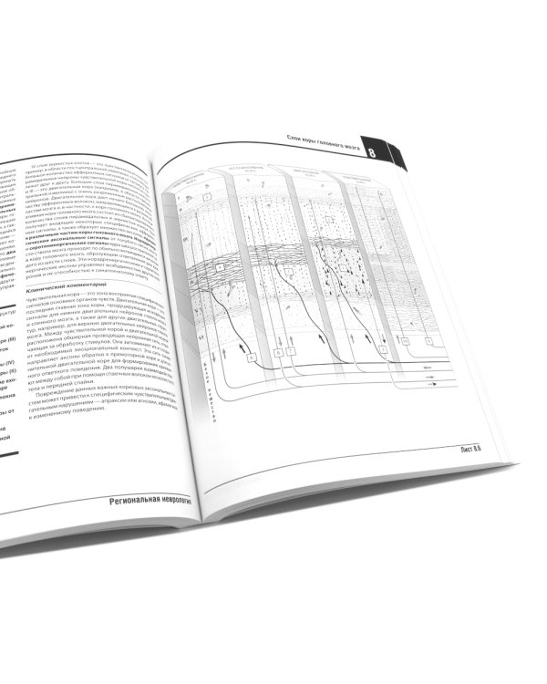 Неврология. Атлас с иллюстрациями Неттера; Атлас-раскраска с рисунками Неттера (комплект из 2-х книг)