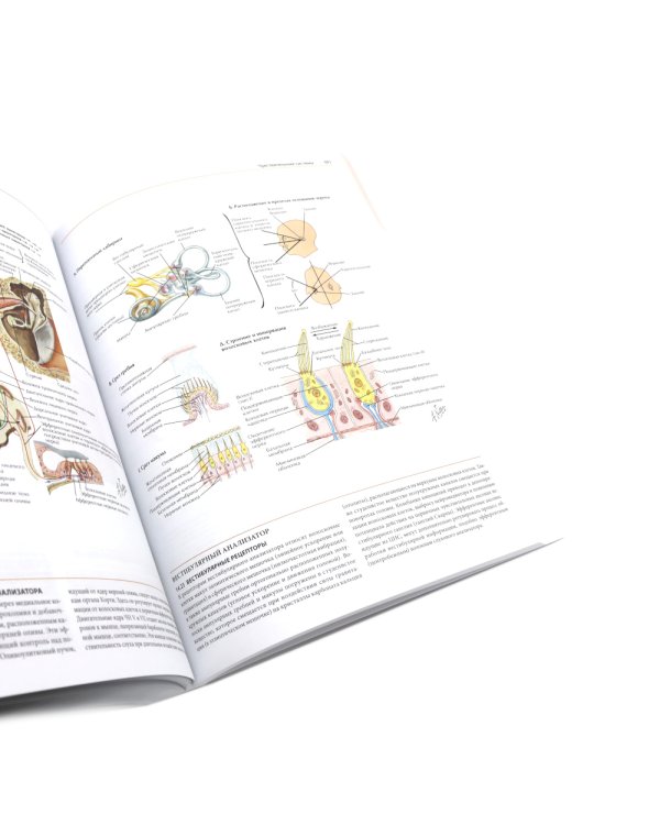 Неврология. Атлас с иллюстрациями Неттера; Атлас-раскраска с рисунками Неттера (комплект из 2-х книг)