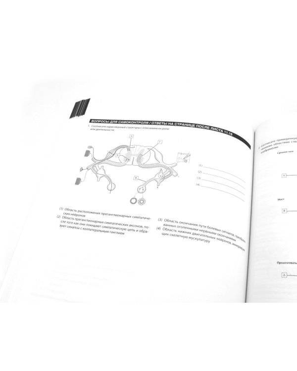 Неврология. Атлас с иллюстрациями Неттера; Атлас-раскраска с рисунками Неттера (комплект из 2-х книг)