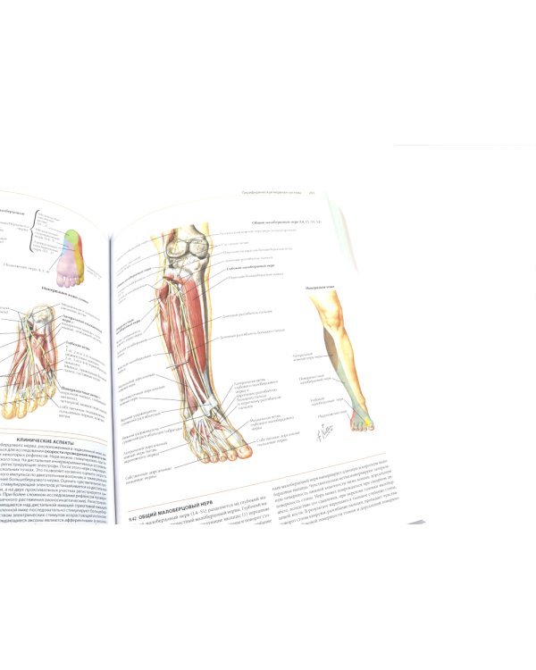 Неврология. Атлас с иллюстрациями Неттера; Атлас-раскраска с рисунками Неттера (комплект из 2-х книг)