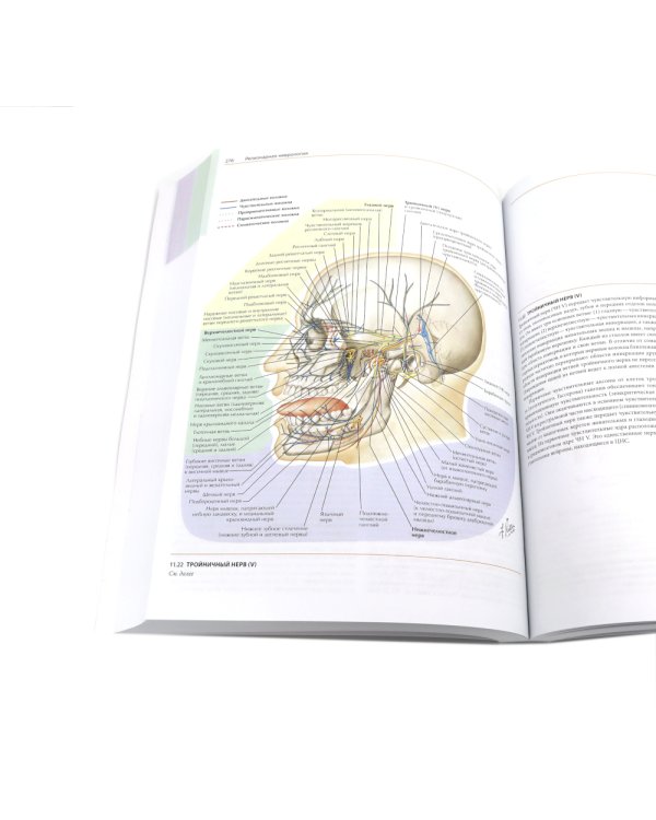 Неврология. Атлас с иллюстрациями Неттера; Атлас-раскраска с рисунками Неттера (комплект из 2-х книг)