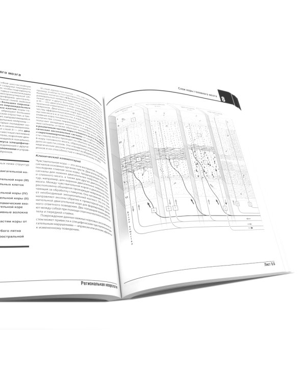 Неврология. Атлас с иллюстрациями Неттера; Атлас-раскраска с рисунками Неттера (комплект из 2-х книг)