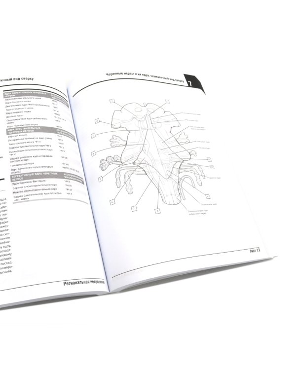 Неврология. Атлас с иллюстрациями Неттера; Атлас-раскраска с рисунками Неттера (комплект из 2-х книг)