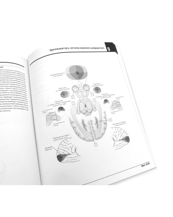 Неврология. Атлас с иллюстрациями Неттера; Атлас-раскраска с рисунками Неттера (комплект из 2-х книг)