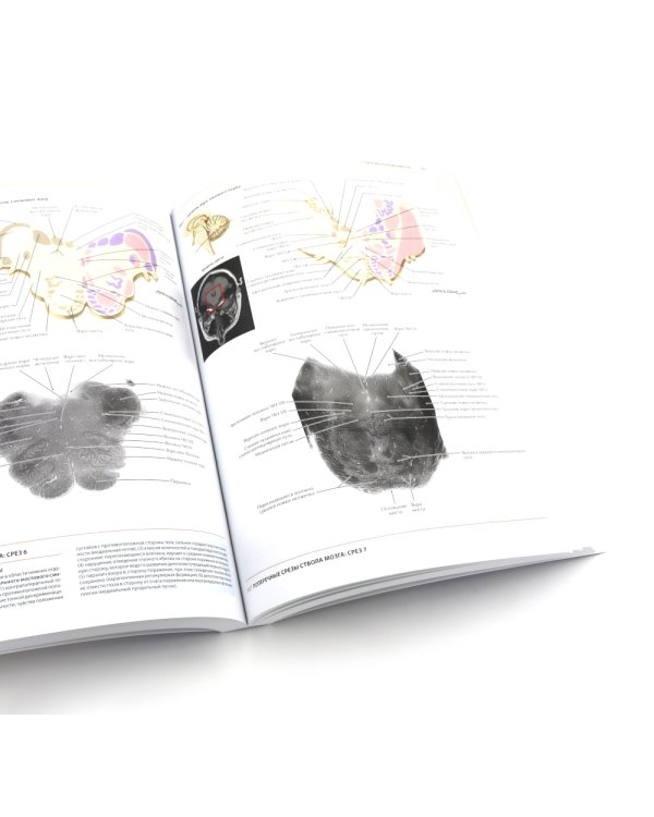 Неврология. Атлас с иллюстрациями Неттера; Атлас-раскраска с рисунками Неттера (комплект из 2-х книг)