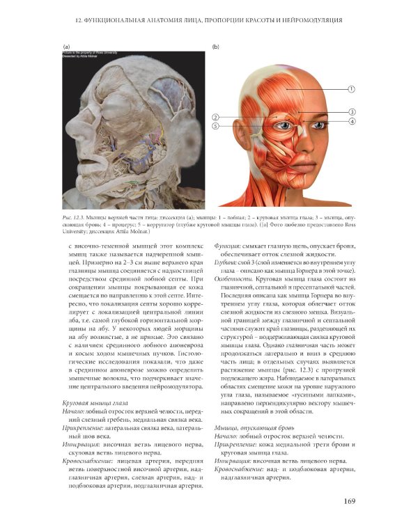 Ботулинические токсины в клинической эстетической практике. 2-е изд