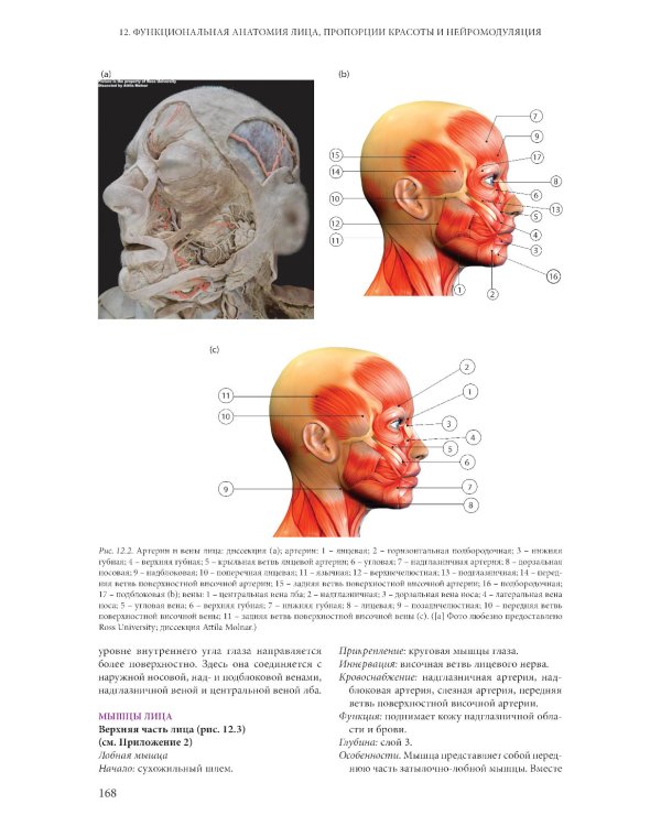 Ботулинические токсины в клинической эстетической практике. 2-е изд