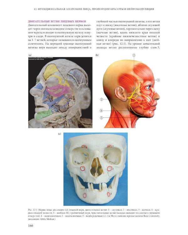Ботулинические токсины в клинической эстетической практике. 2-е изд