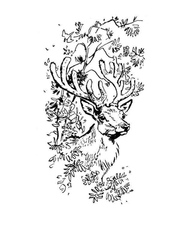 Аленушкины сказки: рассказы и сказки