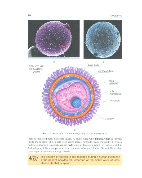 Obstetrics: textbook