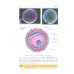 Obstetrics: textbook
