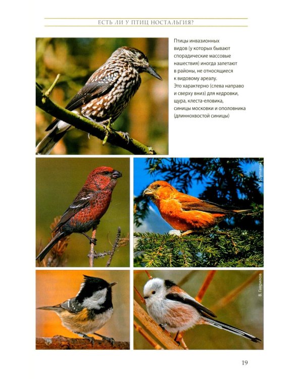 Жизнь певчих птиц. Популярные очерки экологии, размножения, филопатрии, демографии