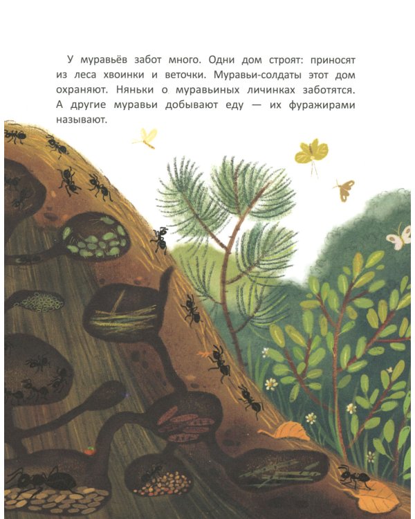 Как муравей за солнышком ходил