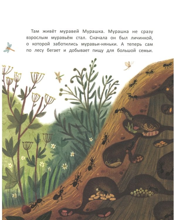 Как муравей за солнышком ходил