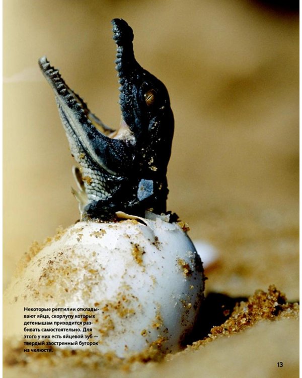 Огромная энциклопедия животных мира
