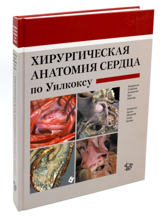 Хирургическая анатомия сердца по Уилкоксу Хирургическая анатомия сердца по Уилкоксу