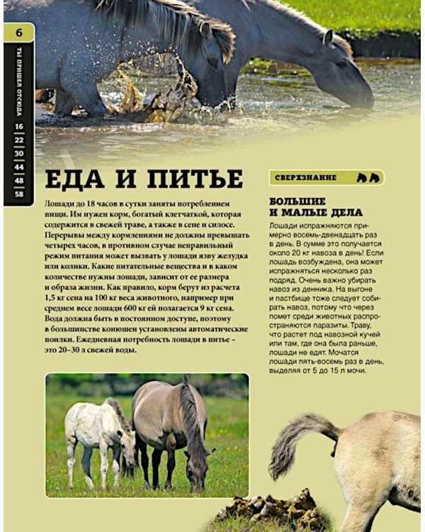 Дополнительное изображение книги «Лошади»