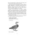 Такие знакомые птицы: гуси, лебеди, утки, куры, стрижи, совы, орлы, соколы