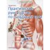 Практическое руководство по пальпации тела