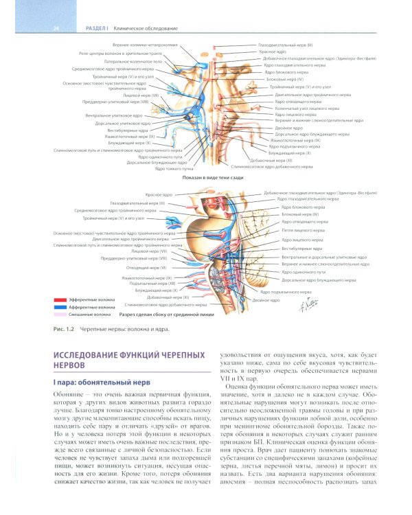 Неврология по Неттеру. В 3 т. Т. 1
