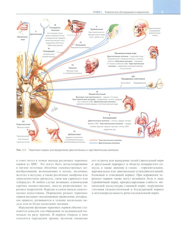 Неврология по Неттеру. В 3 т. Т. 1