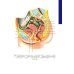 Дополнительное изображение книги «Хроническая тазовая боль: клиника, диагностика, лечение. 2-е изд., перераб. и доп. (пер.)»