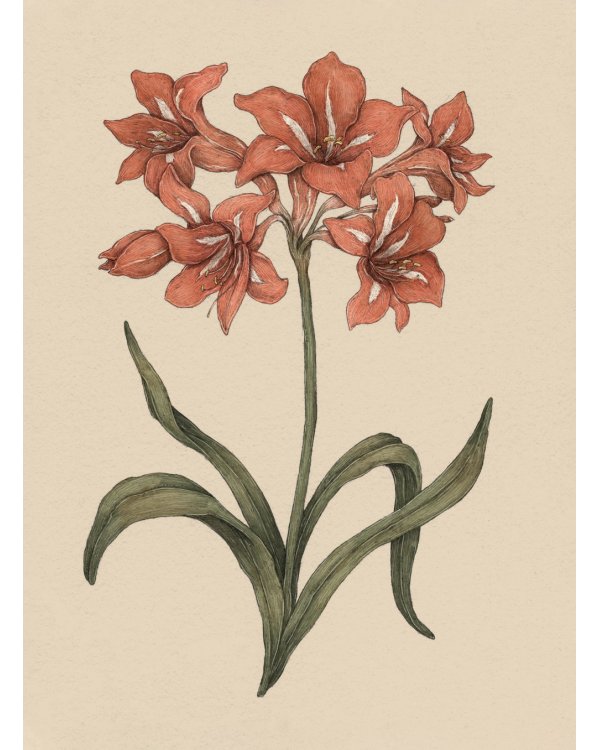 Флориография: карманное руководство по викторианскому языку цветов