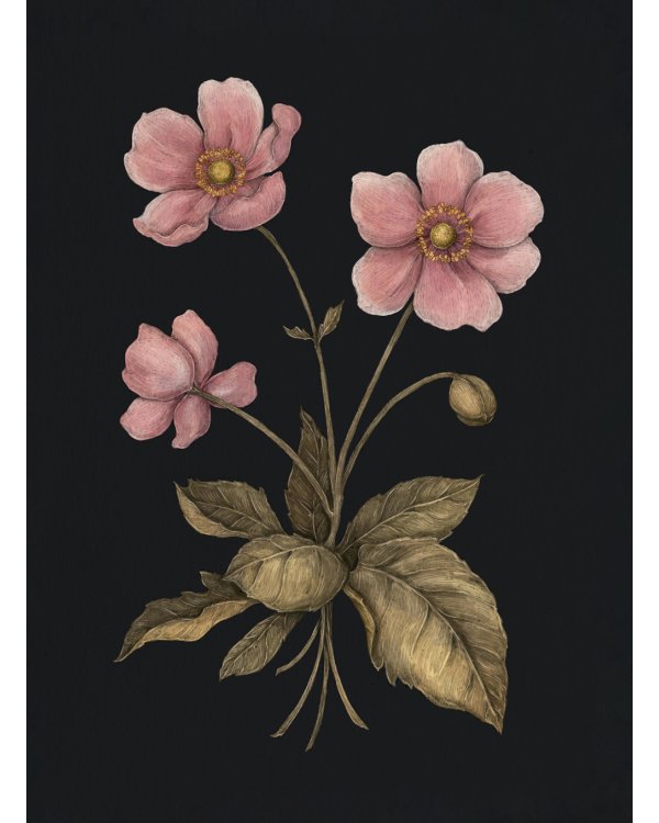 Флориография: карманное руководство по викторианскому языку цветов