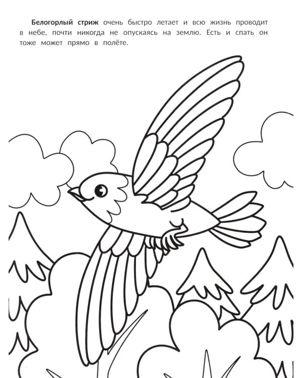 Самые быстрые: книжка-раскраска