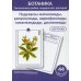 Ботаника. Систематика грибов, водорослей, растений. Подклассы магнолииды, ранункулиды, кариофиллиды, гамамелидиды, дилленииды. (КАРТОЧКИ 44 шт)