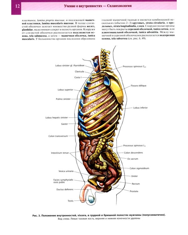 Атлас анатомии человека. В 3 т. Т. 2: Учебное пособие. 8-е изд., перераб