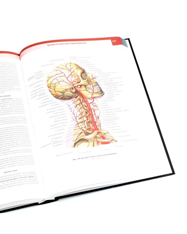 Атлас анатомии человека. В 3 т. Т. 2: Учебное пособие. 8-е изд., перераб