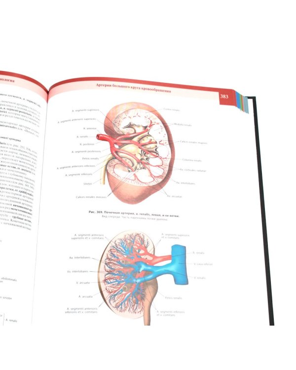Атлас анатомии человека. В 3 т. Т. 2: Учебное пособие. 8-е изд., перераб