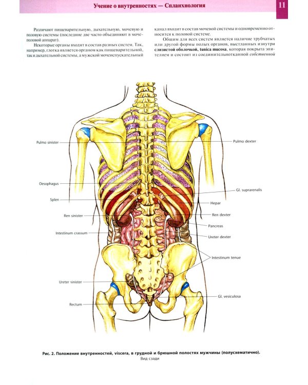 Атлас анатомии человека. В 3 т. Т. 2: Учебное пособие. 8-е изд., перераб