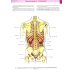 Атлас анатомии человека. В 3 т. Т. 2: Учебное пособие. 8-е изд., перераб