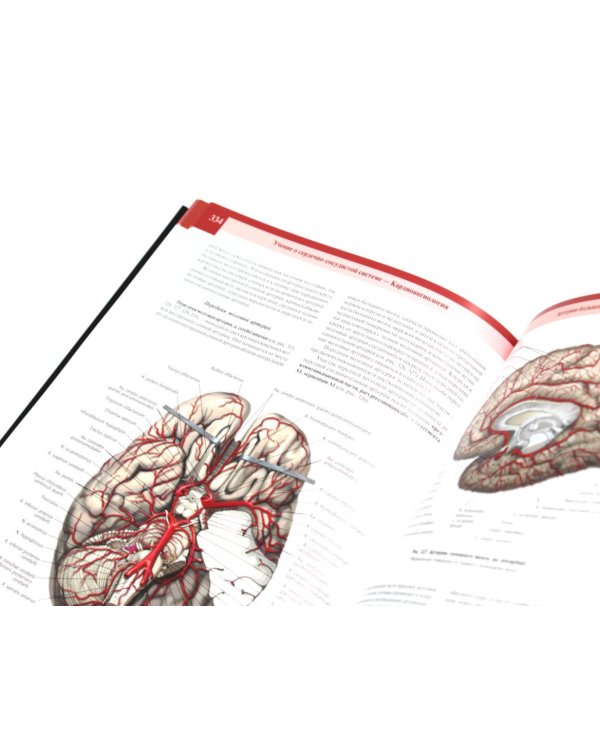 Атлас анатомии человека. В 3 т. Т. 2: Учебное пособие. 8-е изд., перераб