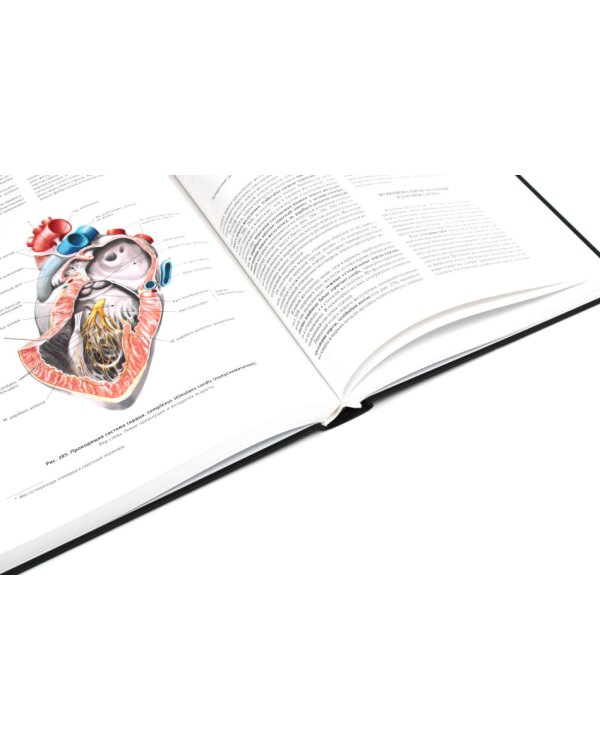 Атлас анатомии человека. В 3 т. Т. 2: Учебное пособие. 8-е изд., перераб