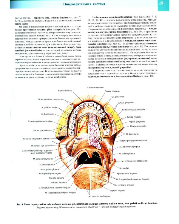 Атлас анатомии человека. В 3 т. Т. 2: Учебное пособие. 8-е изд., перераб