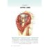 Topographic and clinical anatomy of the human body: the teaching aid for foreign students