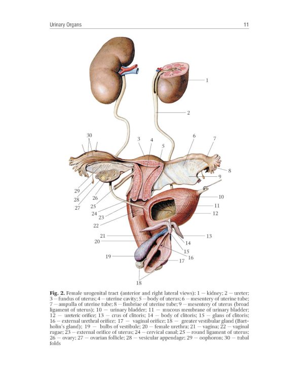 Human Anatomy: textbook. in 2 vol. Volume 2 = Анатомия человека: Учебник.  В 2 т. Т. 2 (кн. на англ. яз.)