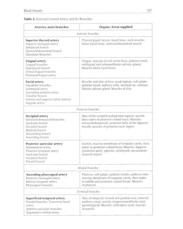 Human Anatomy: textbook. in 2 vol. Volume 2 = Анатомия человека: Учебник.  В 2 т. Т. 2 (кн. на англ. яз.)