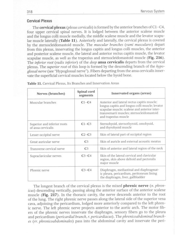 Human Anatomy: textbook. in 2 vol. Volume 2 = Анатомия человека: Учебник.  В 2 т. Т. 2 (кн. на англ. яз.)