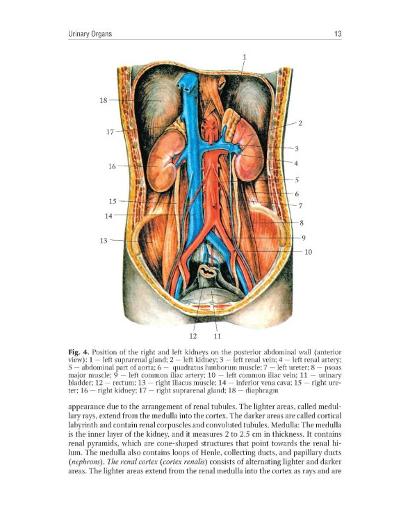 Human Anatomy: textbook. in 2 vol. Volume 2 = Анатомия человека: Учебник.  В 2 т. Т. 2 (кн. на англ. яз.)