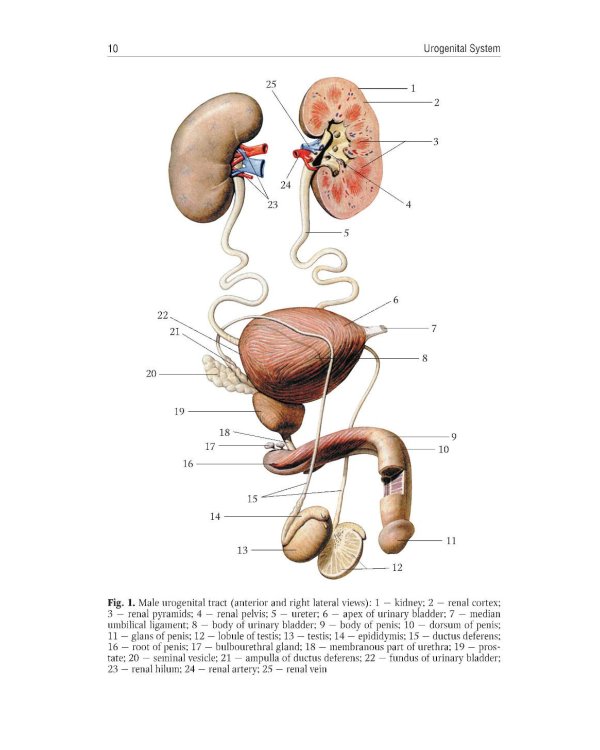 Human Anatomy: textbook. in 2 vol. Volume 2 = Анатомия человека: Учебник.  В 2 т. Т. 2 (кн. на англ. яз.)