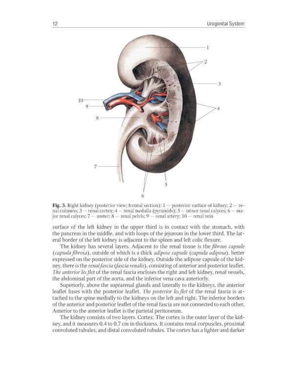Human Anatomy: textbook. in 2 vol. Volume 2 = Анатомия человека: Учебник.  В 2 т. Т. 2 (кн. на англ. яз.)
