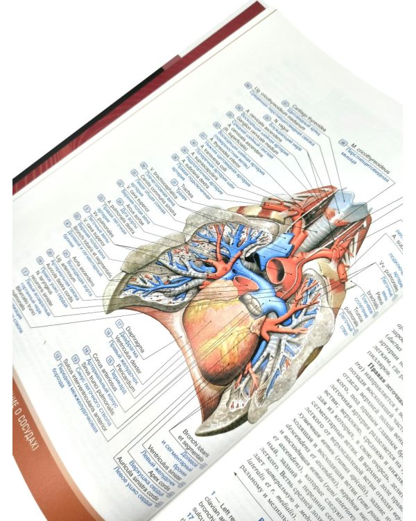 Анатомия человека: атлас: Учебное пособие. В 3 т. Т. 3